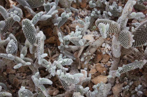 Vista Cercana Cactus Puntiagudos — Foto de Stock