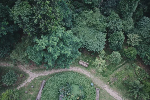 Boven Uitzicht Bos Met Groene Bomen — Stockfoto