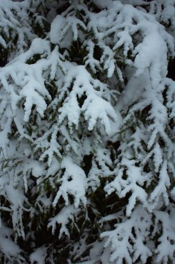 Winter forest with snow covered trees, cold weather