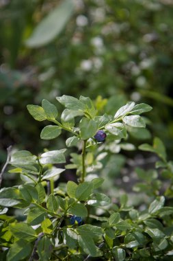 Close view of blueberries bush