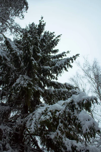 Árvores Cobertas Neve Inverno — Fotografia de Stock
