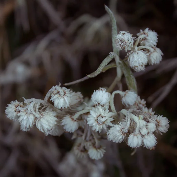 Plants Covered Frost Late Autumn — Stok fotoğraf