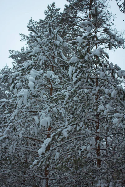 Árvores Cobertas Neve Inverno — Fotografia de Stock