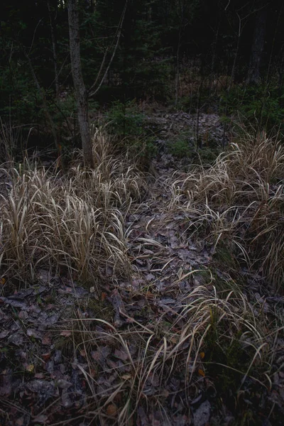 Растения Покрытые Морозом Поздней Осенью — стоковое фото