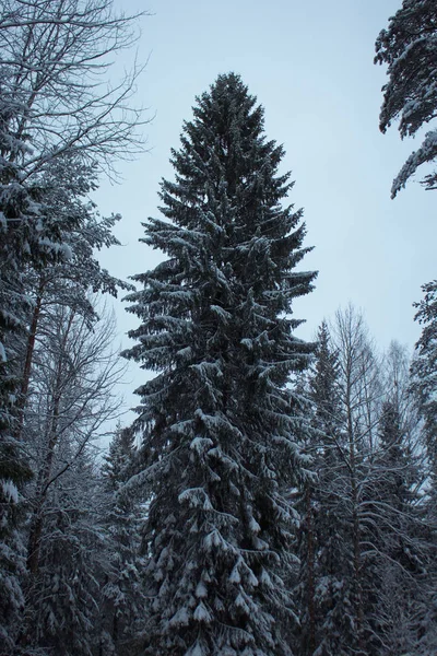 Árvores Cobertas Neve Inverno — Fotografia de Stock