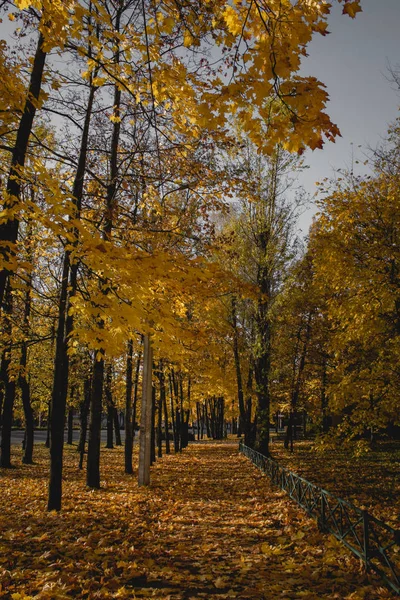 Podzimní Park Žlutým Listím — Stock fotografie
