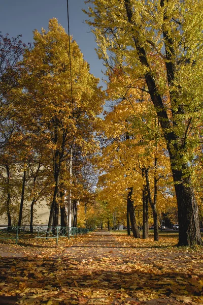 Podzimní Park Žlutým Listím — Stock fotografie