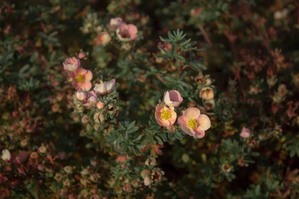 Закрыть Вид Маленькие Осенние Цветы — стоковое фото