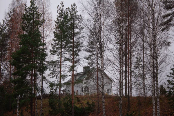 Wald Mit Haus Hintergrund — Stockfoto