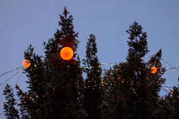 Festive Garlands Lights Firs — Stok fotoğraf