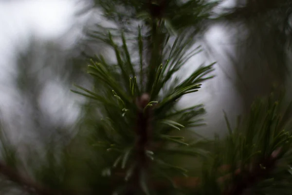 Cropped fir tree branches