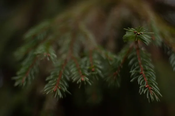 Cropped fir tree branches