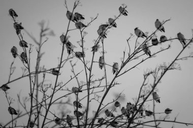 Birds perching on bare tree, monochrome