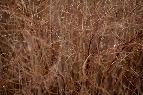 Pattern Naked Shrub Winter — Stock Photo, Image