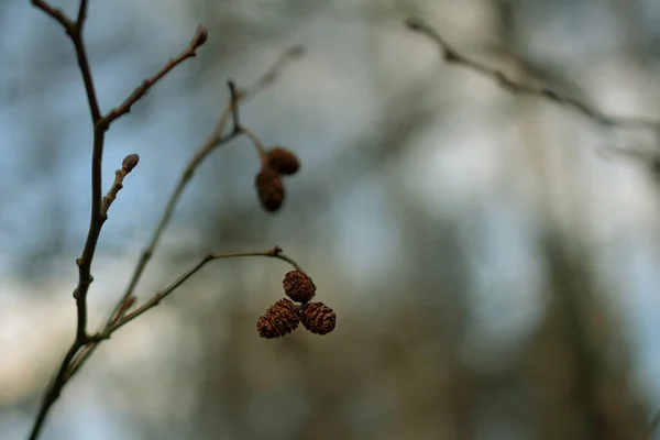 Feche Ramo Uma Árvore Com Pequenos Cones Pinheiro Inverno — Fotografia de Stock