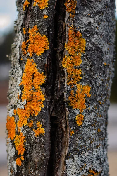 Närbild Ett Träd Bark Med Mossa — Stockfoto