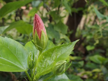 kırmızı ayakkabı bud çiçek