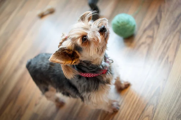 Yorkshire terrier örgü — Stok fotoğraf