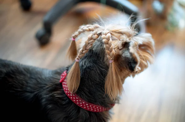 Yorkshire terrier örgü — Stok fotoğraf