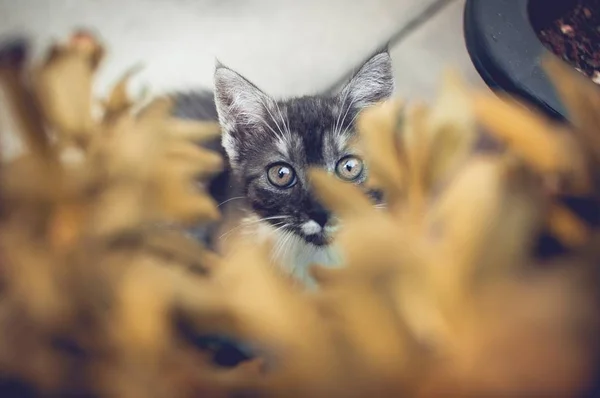 Gatito de ojos verdes — Foto de Stock