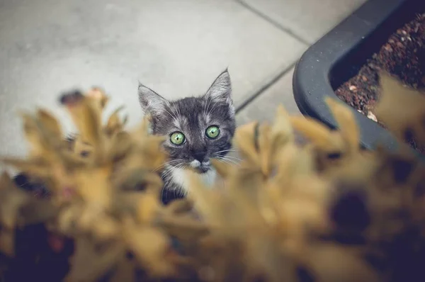 Gatito de ojos verdes — Foto de Stock