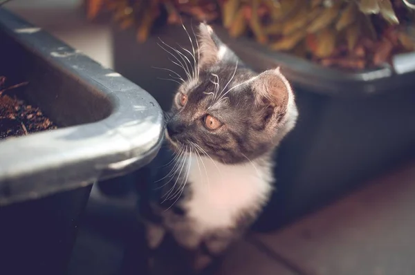 Gattino annusa una scatola — Foto Stock
