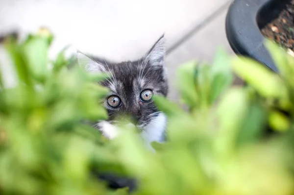 绿色的眼睛的小猫 — 图库照片