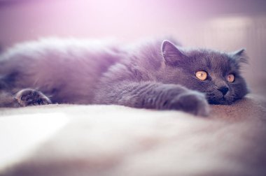 İngiliz uzun saçlı kedi  