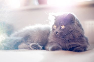 İngiliz uzun saçlı kedi  