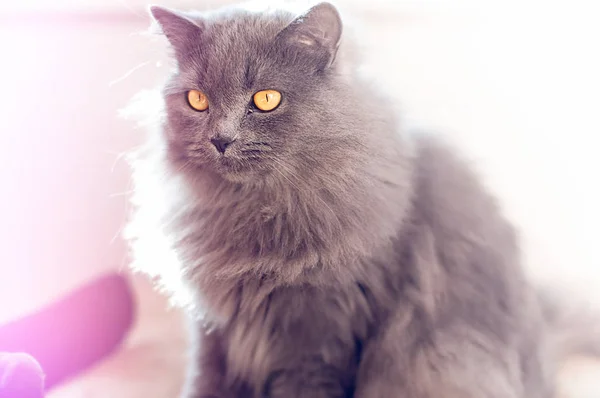Длинноволосый кот — стоковое фото