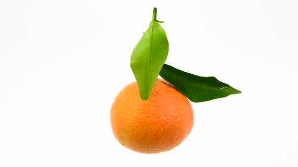 Tangerines with leaves — Stock Video
