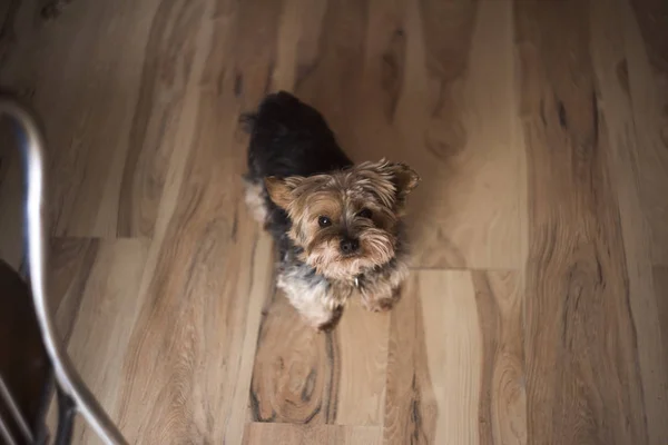 Yorkshire terrier arıyorum