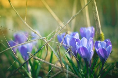 Güzel bahar mor çiğdemler 