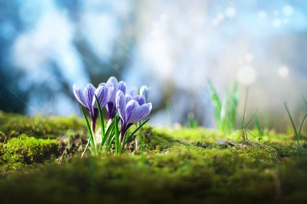 Güzel bahar mor çiğdemler 