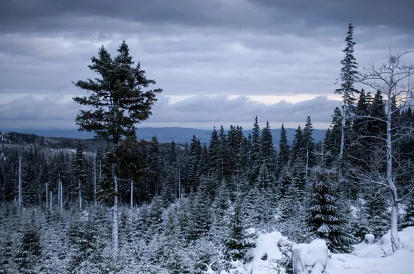 Bosque oscuro en invierno al amanecer —  Fotos de Stock