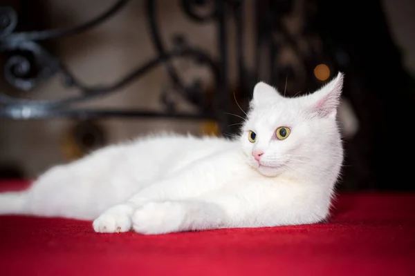 Nieve blanco doméstico gato se encuentra en sangriento rojo alfombra —  Fotos de Stock