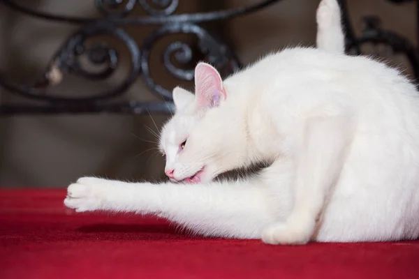 Nieve blanco doméstico gato en sangriento rojo alfombra lamiendo su pierna — Foto de Stock