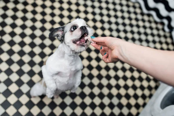 Pençeleri üzerinde güzel genç Shih tzu duran 