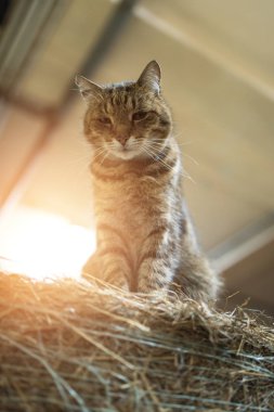 Büyük tembel iç ahır kedi  