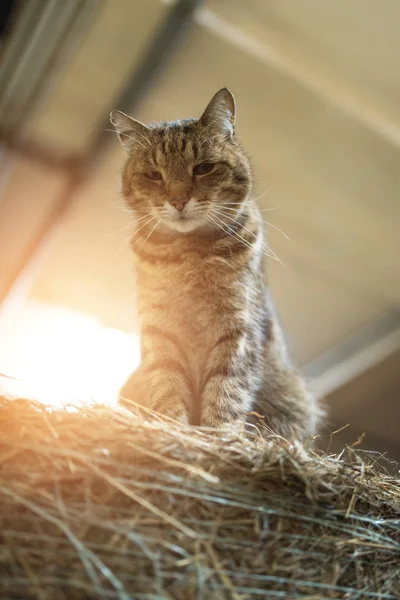 Великий ледачий домашній сарайний кіт — стокове фото