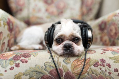 Şirin Shih Tzu shabby chic sandalyenin üstüne yalan  
