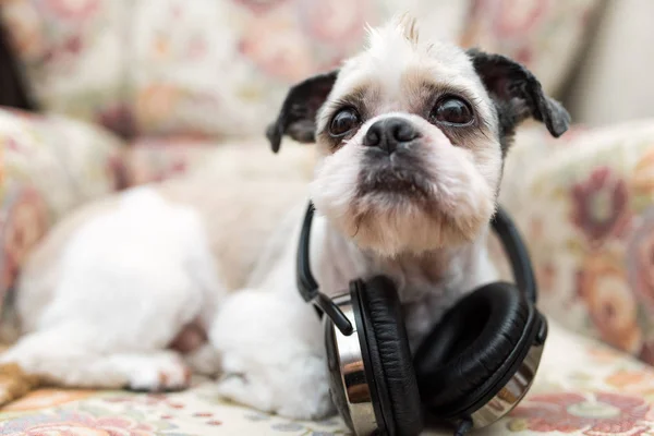 Bonito Shih Tzu deitado na cadeira chique gasto com fones de ouvido — Fotografia de Stock