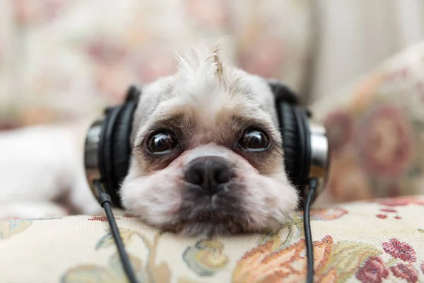 Şirin Shih Tzu shabby chic sandalyenin üstüne yalan  