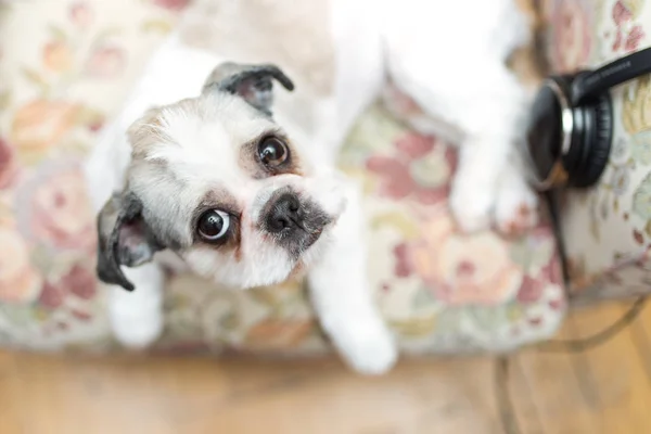 Şirin Shih Tzu ararken — Stok fotoğraf