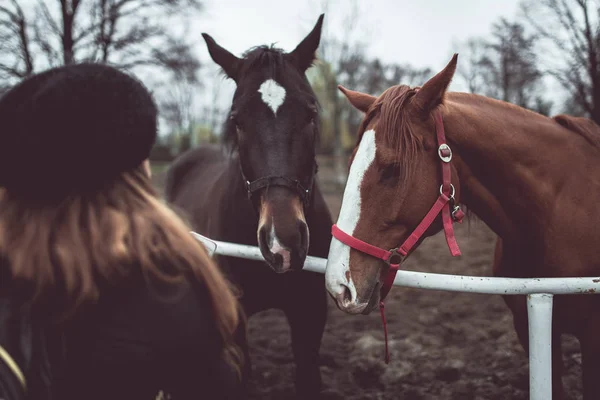 Krásné velké hnědé koně — Stock fotografie
