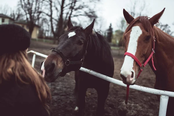 Krásné velké hnědé koně — Stock fotografie