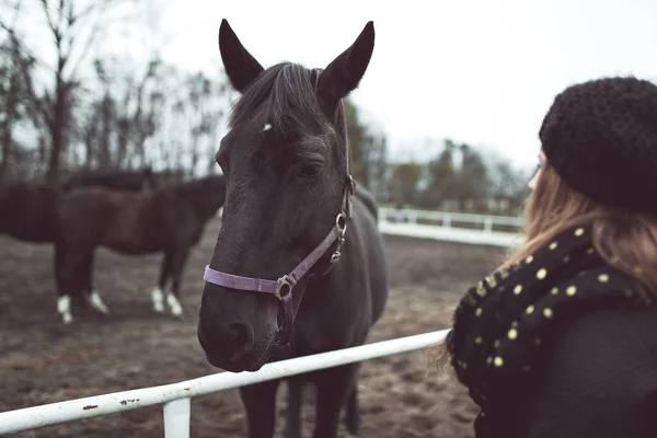 Krásné velké hnědé koně — Stock fotografie