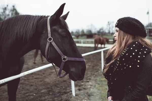 Krásné velké hnědé koně — Stock fotografie