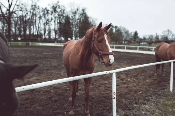 Красивая большая коричневая лошадь — стоковое фото