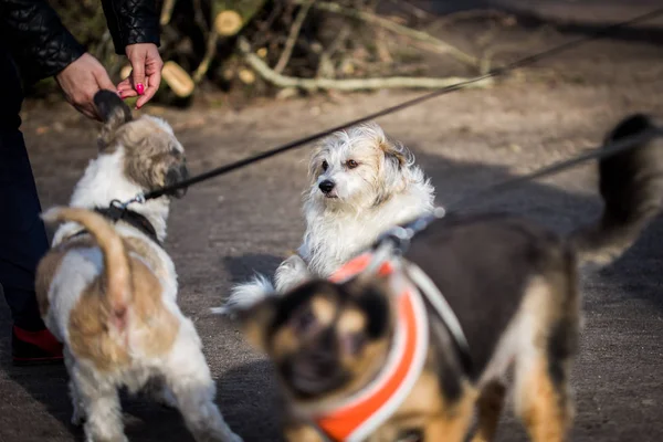 Parkta köpek Toplantı 